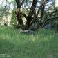 20816 Clifford Road, Grass Valley, CA 95949 ID:1147376