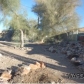 659 Thunderbolt Ave, Lake Havasu City, AZ 86406 ID:103554