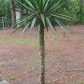 2213 Teresa Dr, Savannah, GA 31406 ID:407398