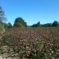 2775 S. Park Avenue, Dothan, AL 36301 ID:63451