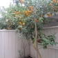 1230 Pine Creek Way Apt G, Concord, CA 94520 ID:119753