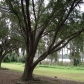 16921 Gunn Hwy, Odessa, FL 33556 ID:532926