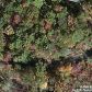 Choestoe Trl, Blairsville, GA 30512 ID:818460
