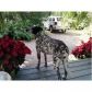 8525 SW 122 ST, Miami, FL 33156 ID:988445