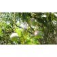 8525 SW 122 ST, Miami, FL 33156 ID:988451