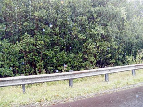 N PECK RD, Mountain View, HI 96771
