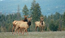 NNA Pheasant Run Rd Bonners Ferry, ID 83805