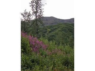 L25 Cache Creek Residential, Nikolski, AK 99638