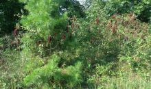 272 PARKWOOD LANE Arab, AL 35016