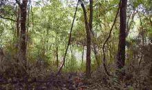 Lot 28 Scarlet Oaks Lane Ln Cotter, AR 72626