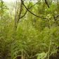 Lot 28 Scarlet Oaks Lane Ln, Cotter, AR 72626 ID:1166995