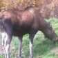 1035 S Inner Springer Loop, Palmer, AK 99645 ID:1510861