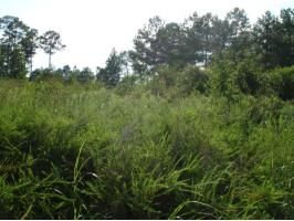 LOT 2 CAIN CREEK, Sylacauga, AL 35151