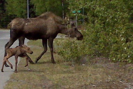 Tr 28 Tomski Avenue, Anchor Point, AK 99556