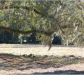 1 1 MATEEBA GARDENS RD., Summerville, SC 29483 ID:2427858