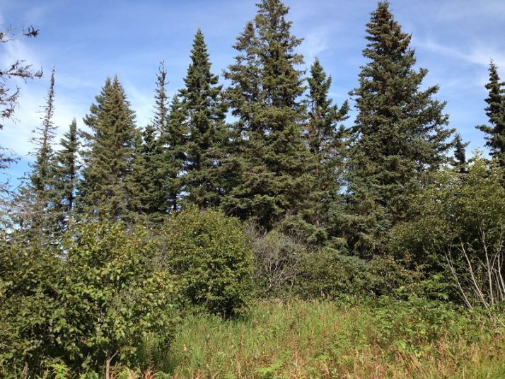 L9 B1 Berussa Road, Ninilchik, AK 99639