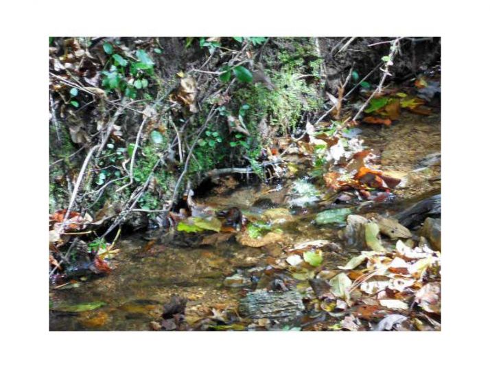 0 Timbercreek Drive, Marble Hill, GA 30148