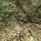 2825 Gaines Mill Road, Gainesville, GA 30507 ID:2637117