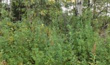 32572 Carlene Street Soldotna, AK 99669
