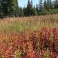 17630 Kimeluk Street, Ninilchik, AK 99639 ID:1079773
