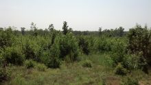 80 Acres in Cale Cale, AR 71828