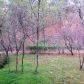 38 Forest Lane, Eureka Springs, AR 72632 ID:1163098