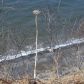 17337 Tidal Knoll Road, Ninilchik, AK 99639 ID:1079845