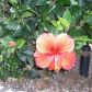7138 E Orange Blossom Lane, Paradise Valley, AZ 85253 ID:1448561