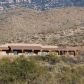 8251 S Pistol Hill, Vail, AZ 85641 ID:3484288