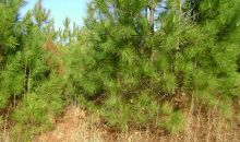 4201 Se Dorchester Drive Covington, GA 30014