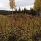 L6 Trapline Lane, Soldotna, AK 99669 ID:1081774