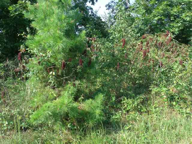 272 PARKWOOD LANE, Arab, AL 35016