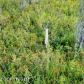 1161 S Rogers Court, Big Lake, AK 99652 ID:1536617