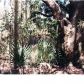 7727 WHITE POINT RD, Hollywood, SC 29449 ID:1091950
