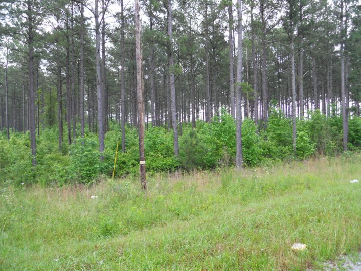 54 acres County Road 162, Lafayette, AL 36862