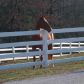 5253 Lawson Road, Gainesville, GA 30506 ID:2435343