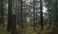 5201 Thane Road Juneau, AK 99801