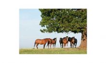 284 NEWTON 1845 DR Kingston, AR 72742