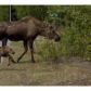 Tr 10 Bear Road, Sterling, AK 99672 ID:1082232