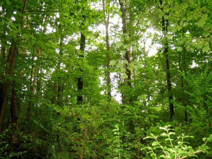 0 Jot Em Down Road, Cumming, GA 30041