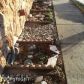 3730 Chiniak Bay Drive, Anchorage, AK 99515 ID:5443342