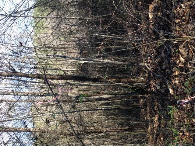 0 SALT CREEK ROAD, Munford, AL 36268