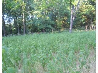 Lot 2 East Bluff Road, Eureka Springs, AR 72631