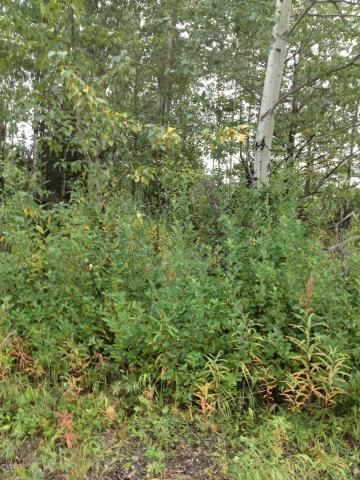 32572 Carlene Street, Soldotna, AK 99669