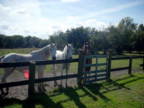 532 CR 90 E, Bunnell, FL 32110