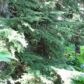 L1 B22 Higher Terrace, Girdwood, AK 99587 ID:4092686