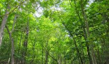 0 Will Nichols Lane Tiger, GA 30576