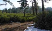 19840 Cherokee Trail Groveland, CA 95321