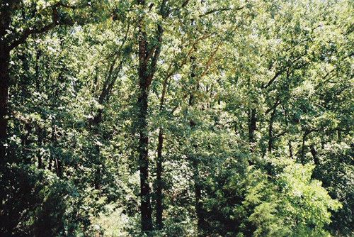 CR 330 RD, Goshen, AR 72735