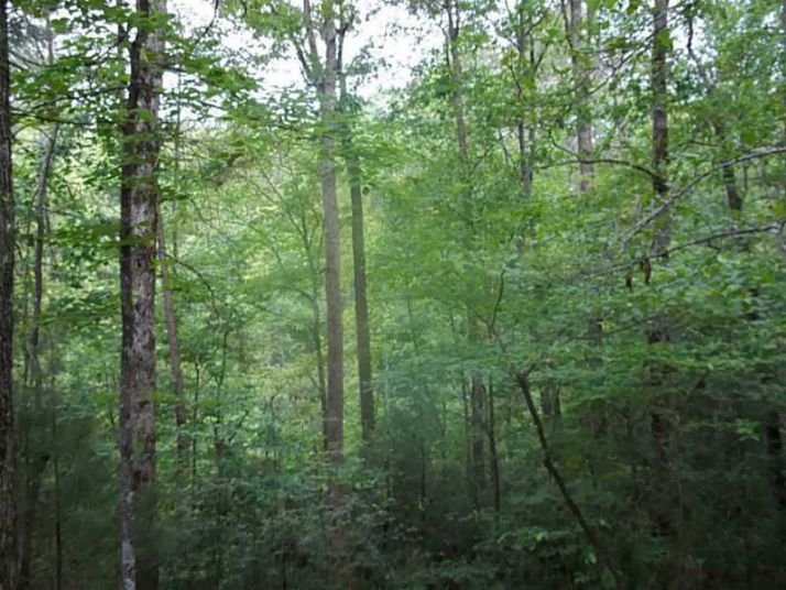 2 Abbott Mill Road, Ellijay, GA 30540